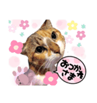 コロタローと愉快な仲間たち（個別スタンプ：7）