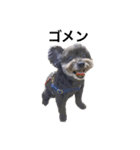 黒犬モコモコ（個別スタンプ：8）