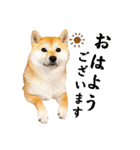 柴犬ももスタンプ～日常会話～（個別スタンプ：1）