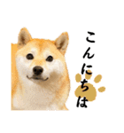 柴犬ももスタンプ～日常会話～（個別スタンプ：2）