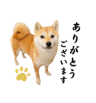 柴犬ももスタンプ～日常会話～（個別スタンプ：3）