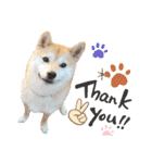 柴犬ももスタンプ～日常会話～（個別スタンプ：4）