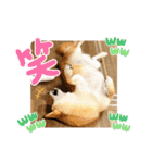 柴犬ももスタンプ～日常会話～（個別スタンプ：5）
