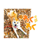 柴犬ももスタンプ～日常会話～（個別スタンプ：6）