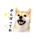 柴犬ももスタンプ～日常会話～（個別スタンプ：7）