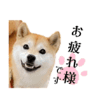 柴犬ももスタンプ～日常会話～（個別スタンプ：8）