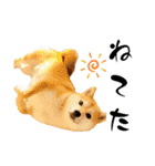 柴犬ももスタンプ～日常会話～（個別スタンプ：9）
