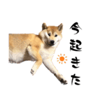 柴犬ももスタンプ～日常会話～（個別スタンプ：10）