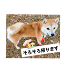 柴犬ももスタンプ～日常会話～（個別スタンプ：11）