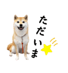柴犬ももスタンプ～日常会話～（個別スタンプ：12）