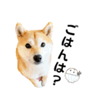 柴犬ももスタンプ～日常会話～（個別スタンプ：13）