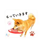柴犬ももスタンプ～日常会話～（個別スタンプ：14）