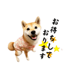 柴犬ももスタンプ～日常会話～（個別スタンプ：15）