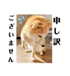 柴犬ももスタンプ～日常会話～（個別スタンプ：16）