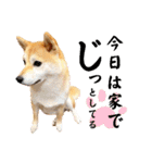 柴犬ももスタンプ～日常会話～（個別スタンプ：17）