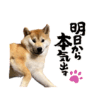 柴犬ももスタンプ～日常会話～（個別スタンプ：18）