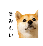 柴犬ももスタンプ～日常会話～（個別スタンプ：19）
