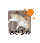 柴犬ももスタンプ～日常会話～（個別スタンプ：20）