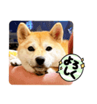 柴犬ももスタンプ～日常会話～（個別スタンプ：21）