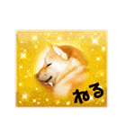 柴犬ももスタンプ～日常会話～（個別スタンプ：22）