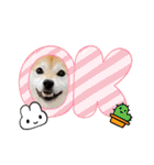 柴犬ももスタンプ～日常会話～（個別スタンプ：23）
