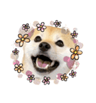柴犬ももスタンプ～日常会話～（個別スタンプ：24）