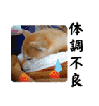 柴犬ももスタンプ～日常会話～（個別スタンプ：25）