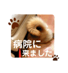 柴犬ももスタンプ～日常会話～（個別スタンプ：26）