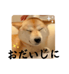 柴犬ももスタンプ～日常会話～（個別スタンプ：27）