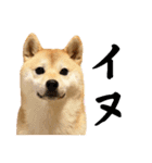 柴犬ももスタンプ～日常会話～（個別スタンプ：29）