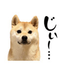 柴犬ももスタンプ～日常会話～（個別スタンプ：30）