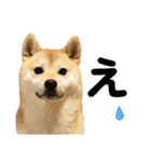 柴犬ももスタンプ～日常会話～（個別スタンプ：31）