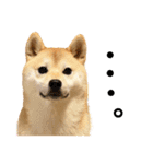 柴犬ももスタンプ～日常会話～（個別スタンプ：32）