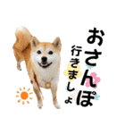 柴犬ももスタンプ～日常会話～（個別スタンプ：33）