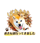 柴犬ももスタンプ～日常会話～（個別スタンプ：36）