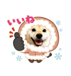 柴犬ももスタンプ～日常会話～（個別スタンプ：37）