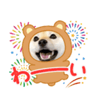 柴犬ももスタンプ～日常会話～（個別スタンプ：39）