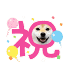 柴犬ももスタンプ～日常会話～（個別スタンプ：40）