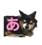 犬のぬい あいうえお①（個別スタンプ：1）
