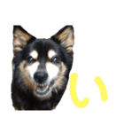 犬のぬい あいうえお①（個別スタンプ：2）