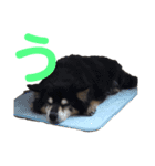 犬のぬい あいうえお①（個別スタンプ：3）