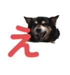 犬のぬい あいうえお①（個別スタンプ：4）