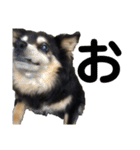 犬のぬい あいうえお①（個別スタンプ：5）