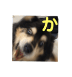 犬のぬい あいうえお①（個別スタンプ：6）