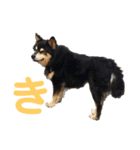 犬のぬい あいうえお①（個別スタンプ：7）
