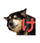 犬のぬい あいうえお①（個別スタンプ：9）