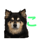 犬のぬい あいうえお①（個別スタンプ：10）