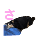 犬のぬい あいうえお①（個別スタンプ：11）