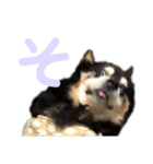 犬のぬい あいうえお①（個別スタンプ：15）