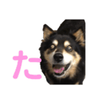 犬のぬい あいうえお①（個別スタンプ：16）